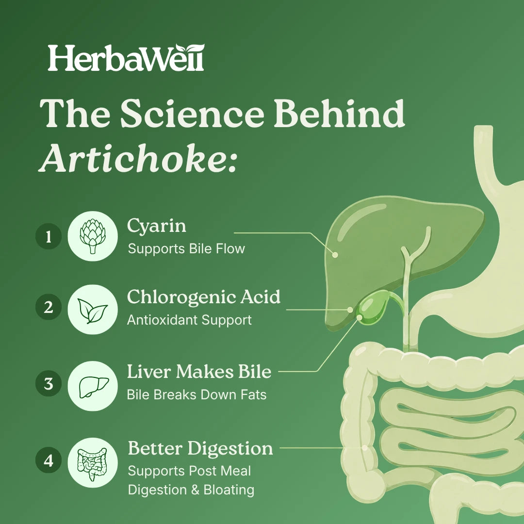 HerbaWell™ Artichoke Leaf Extract Gut Support